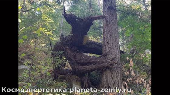 Аномальные зоны Пугающие деревья и аномальные зоны planeta-zemly.ru